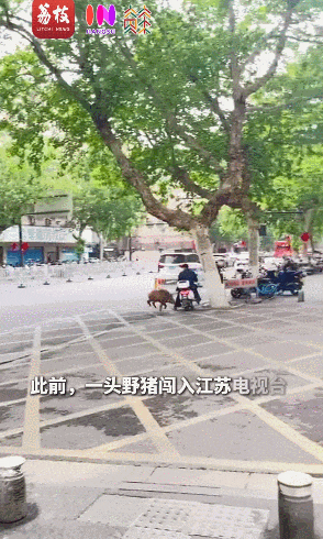 冲进江苏电视台的野猪,被抓捕了!(图1) 图片