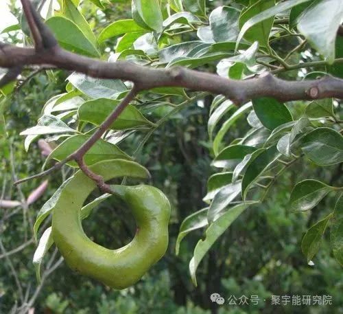 金日光教授：（六十六）永不忘当年钱老劝导我们“用当代科学传承《黄帝内经》医理和建立《中药本草》科学药理标准”的教导(图8)