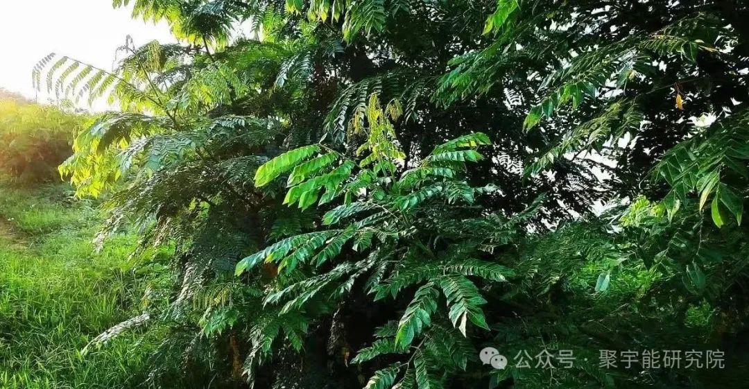 金日光教授：（六十六）永不忘当年钱老劝导我们“用当代科学传承《黄帝内经》医理和建立《中药本草》科学药理标准”的教导(图16)