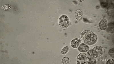 四膜虫四膜虫在生命动力源水中大大延长寿命是真的吗?在生命动力源水中大大延长寿命是真的吗?(图1) a1.gif
