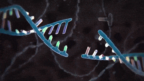 四膜虫四膜虫在生命动力源水中大大延长寿命是真的吗?在生命动力源水中大大延长寿命是真的吗?(图4) a2.gif