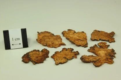 当代岐黄医理科学解读:为何川芎治头、桂枝治手、牛膝治脚?(图2) 1.jpg