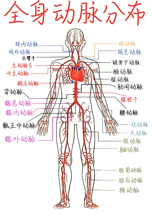 人体血脉真有十万公里那么长吗?(图2) 2.png