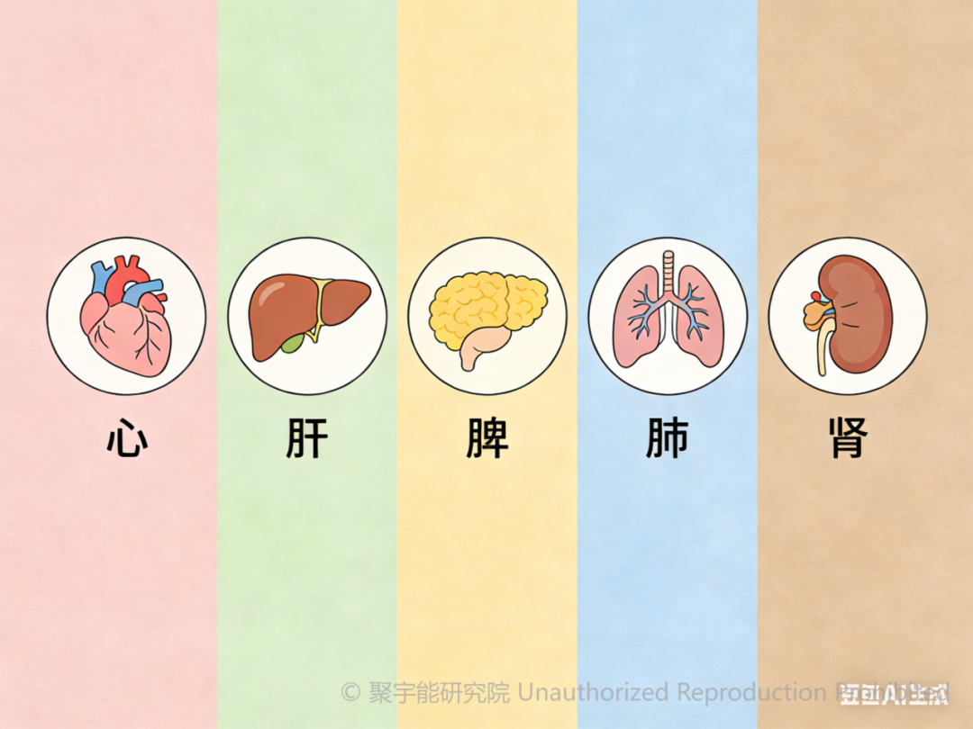 当代岐黄医理科学解读(十六):五脏的“前阴阳”与“后阴阳”究竟是什么?(图6) 当代岐黄医理科学解读(十六):五脏的“前阴阳”与“后阴阳”究竟是什么?(图6)