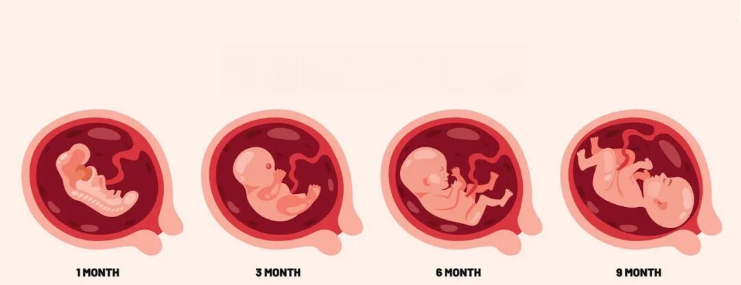当代岐黄医理的科学解读(二十一):为何生命体总是“阴常有余”?(图8) 当代岐黄医理的科学解读(二十一):为何生命体总是“阴常有余”?(图8)